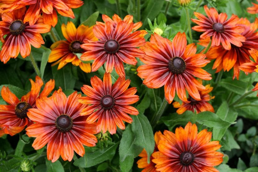 Planta flores de colores alegres para dar vida al jardín