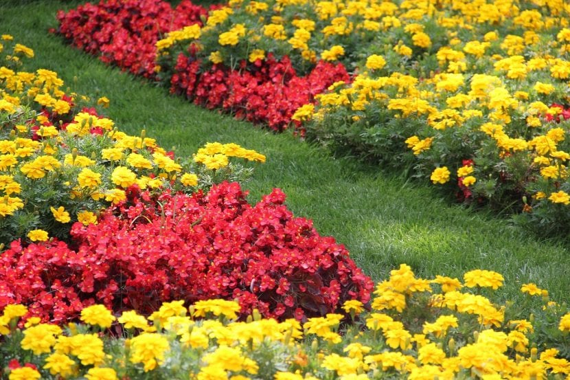 Combina los colores para que te quede un jardín perfecto