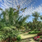 Jardín con palmeras