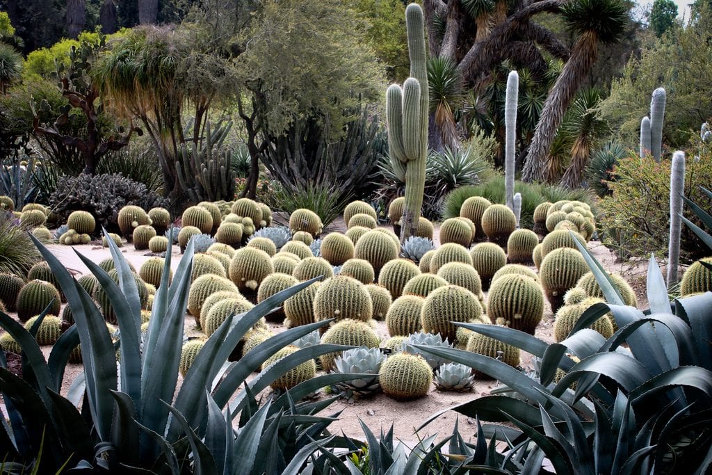 Cactus en jardín