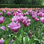 Los tulipanes son bulbosas fáciles de cuidar