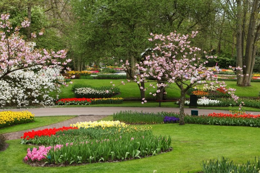 Planta bulbosas en tu jardín de flores