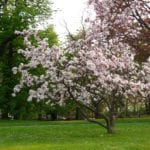 Magnolia x soulangeana en jardín