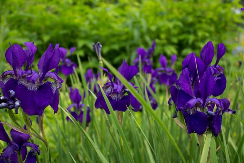 Lirios lilas en un jardín