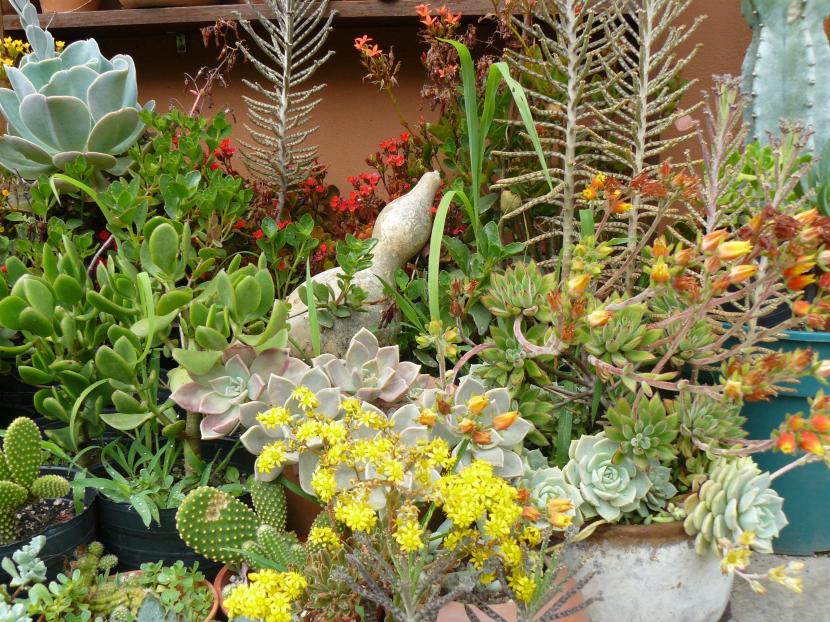 Decorar el jardín con suculentas: guía práctica