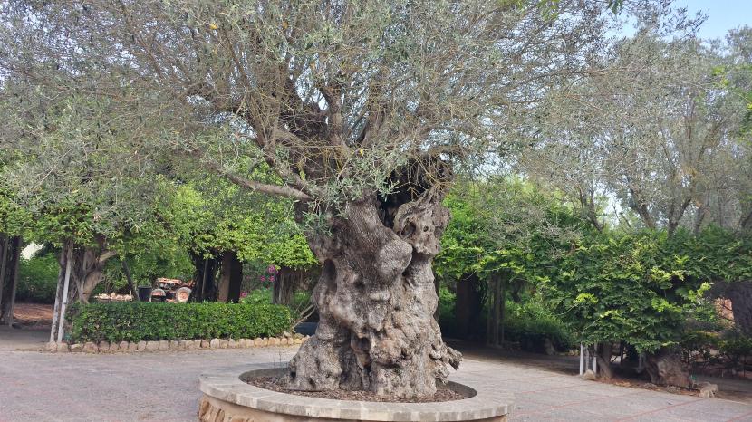 Olea europea