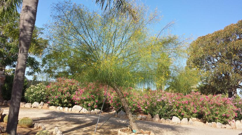 Parkinsonia aculeata