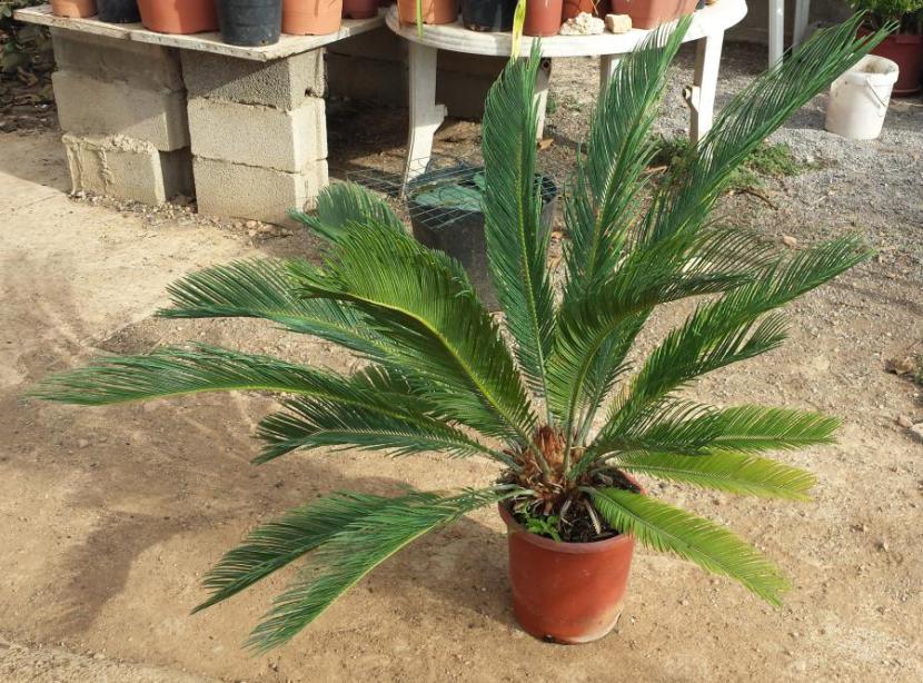 Cyca revoluta