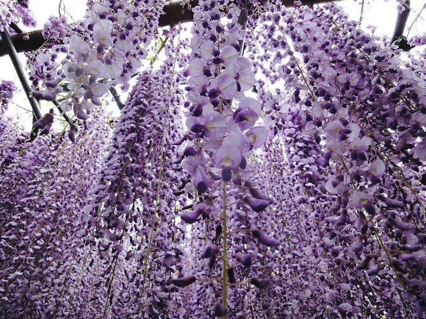 Túnel Wisteria