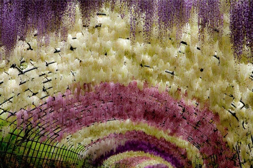 Túnel Wisteria