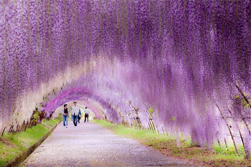 Túnel Wisteria