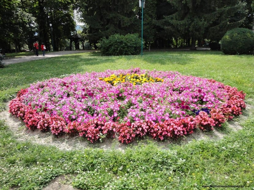 Macizo de plantas