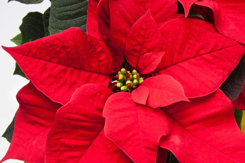 Poinsettia, flor de pascua