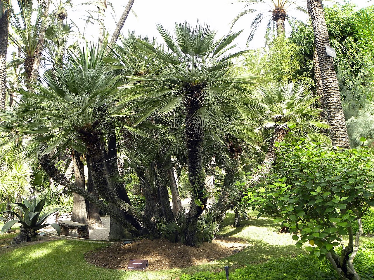 El palmito es una palmera mediterránea