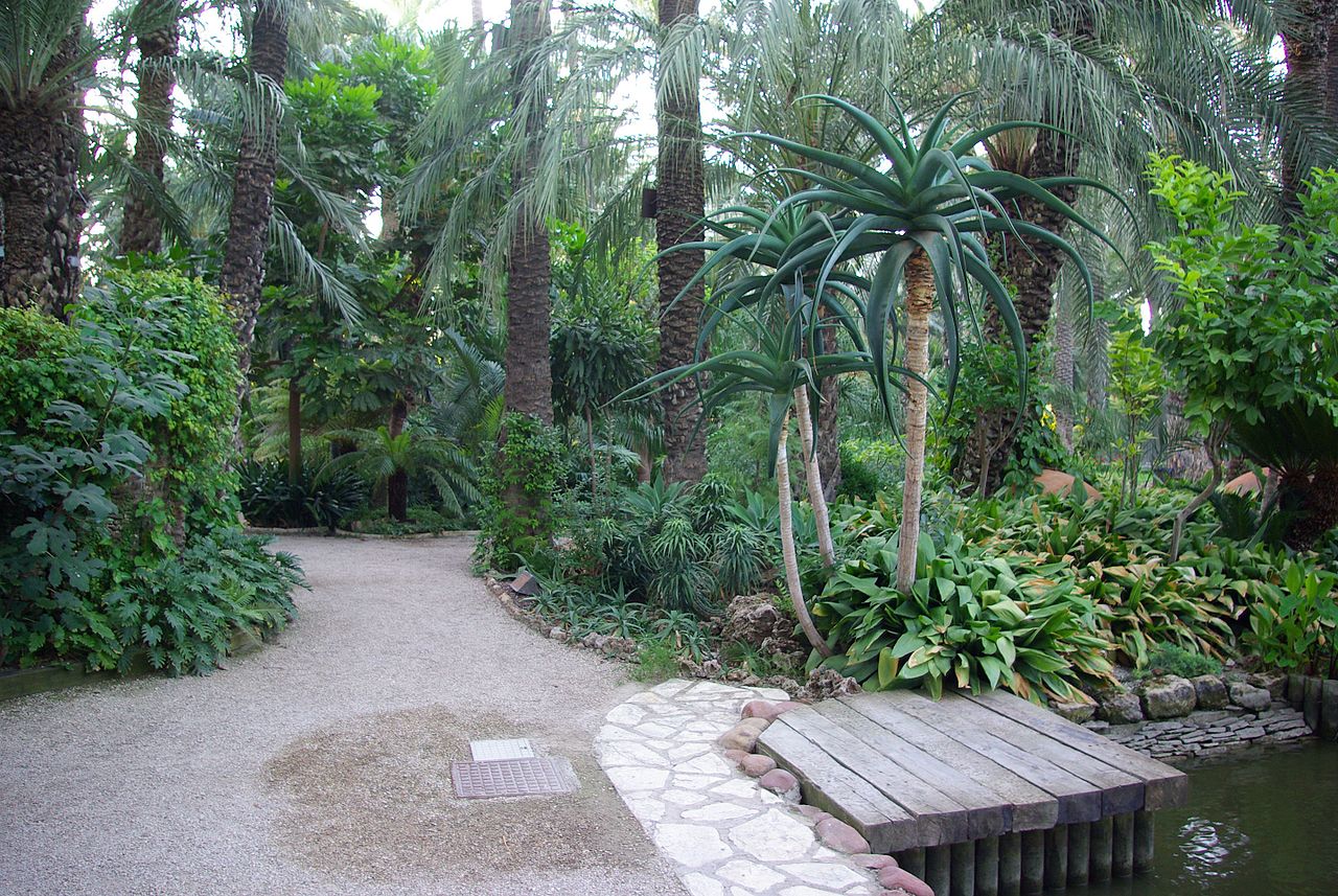 Las plantas del Huerto del Cura son sobretodo palmeras