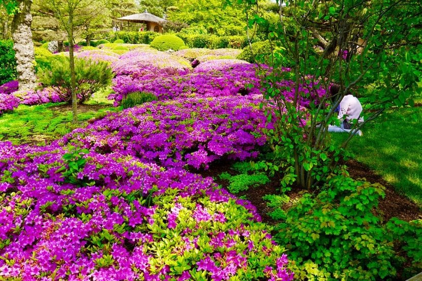 Vista de las buganvillas en un jardín botánico japonés