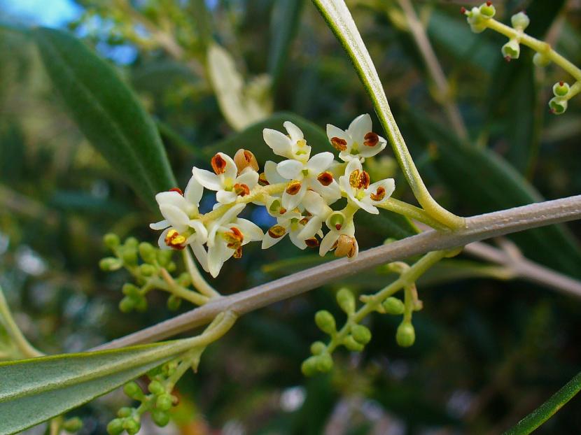 Olea europaea