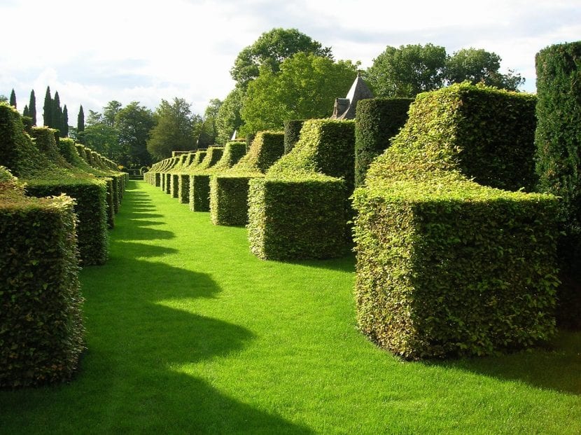 Los setos del jardín francés son bajos