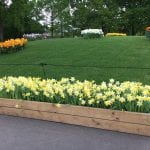 Bulbos en jardineras
