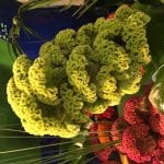 Celosia de flor amarilla