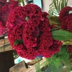 Preciosa Celosia de flores rojas