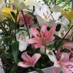 Flores de Lilium