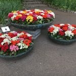 Planta tus Kalanchoe en jardineras para decorar tu jardín