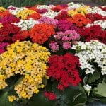 Plantas de Kalanchoe en flor