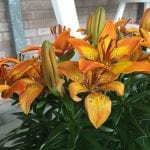 Planta de Lilium de flor naranja