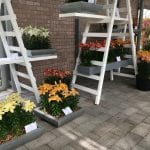 Plantas de Lilium en macetas