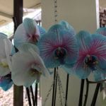 Orquídeas azules y blancas