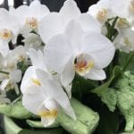 Phalaneopsis de flor blanca