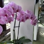 Phalaenopsis de flor rosada