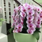 Phalaneopsis con muchas flores de color rosado