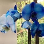Phalaenopsis de flores azules