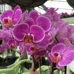 Phalaenopsis de flor lila