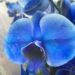 Phalaenopsis de flor azul