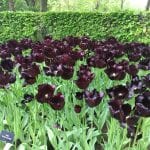 Tulipanes de flor negra en Keunkheof