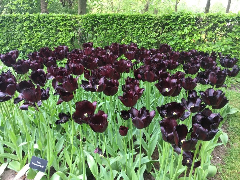 Tulipanes de flor negra en Keunkheof