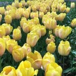 Plantas bulbosas de tulipán de color amarillo