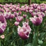 Tulipanes en flor