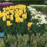 Tulipanes amarillos en el jardín Keunkheof