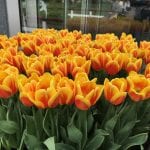 Tulipanes de flor naranja