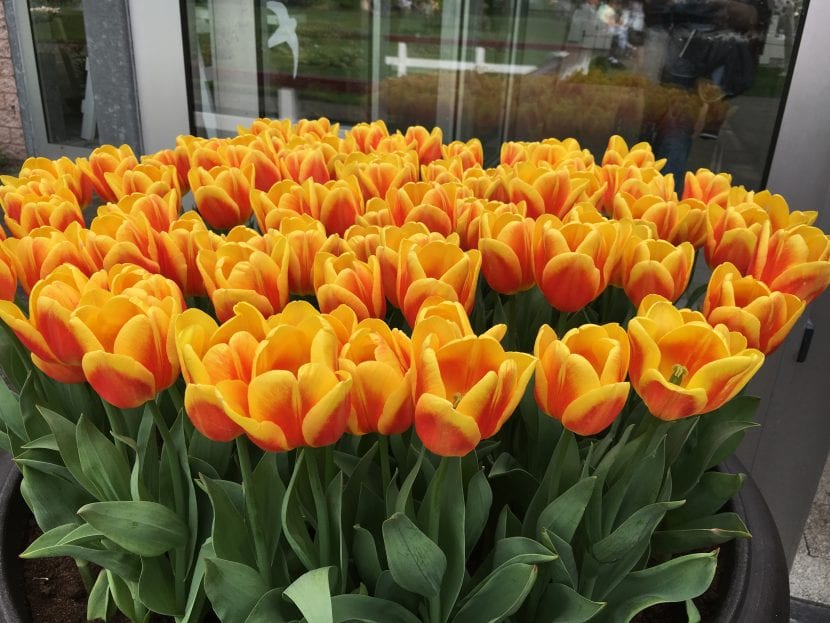 Tulipanes de flor naranja