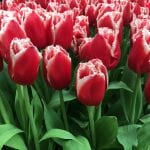 Tulipanes de flor roja