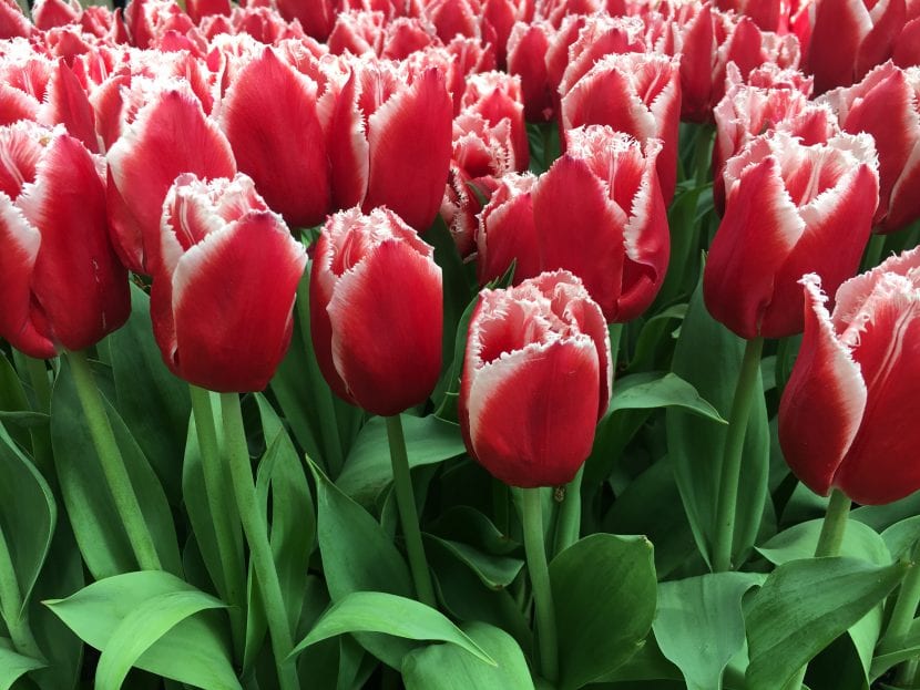 Tulipanes de flor roja