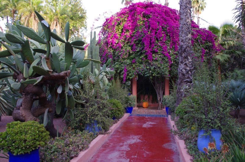 Vista de las plantas del Jardín Majorelle