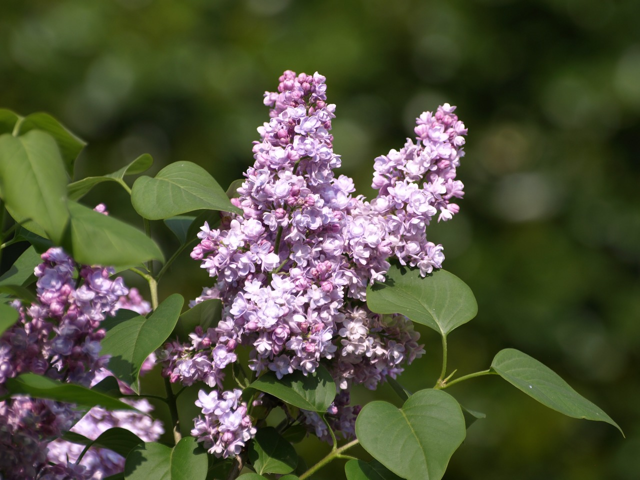 La Syringa vulgaris es un árbol resistente