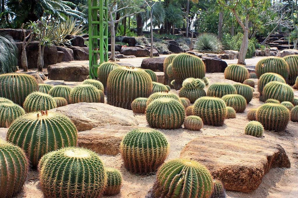 Echinocactus grusonii en jardín