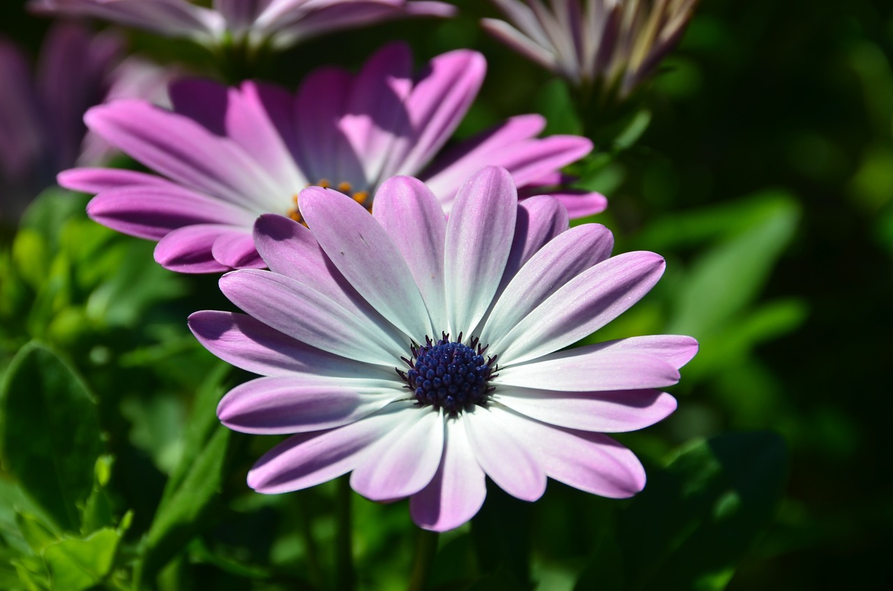 Vista de la Osteospermum ecklonis